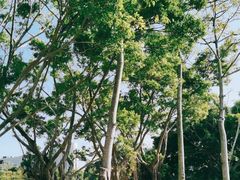 -福田红树林生态公园