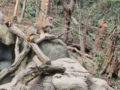 -普洱太阳河森林公园