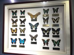 -上海昆虫博物馆