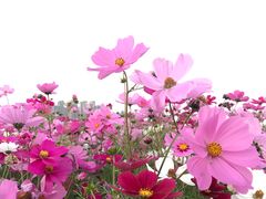 -三山花海乐田