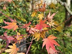 -中国茶叶博物馆(双峰馆区)