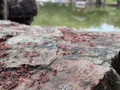 -水绘园