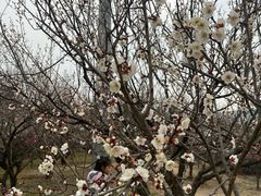 -香雪海