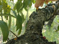 -老袁家蜜桃农场·阳山水蜜桃