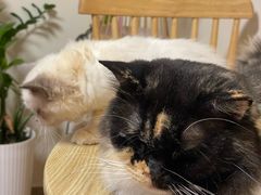 -楼上猫咖(罗湖店)