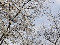 -西北湖绿化广场
