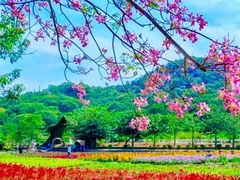 -丹樱生态园