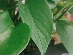 -大鸭梨烤鸭(枣园店)