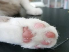 -我爱猫咪·猫咖·狗咖·安哥拉兔·羊驼咖(小寨华旗店)
