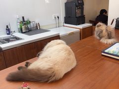 -有猫主题·治愈系猫咖(曾厝垵店)