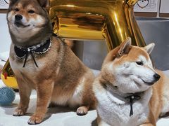 -柴务处·柴犬主题狗咖