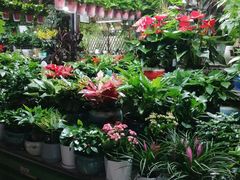 -朝来春花卉市场