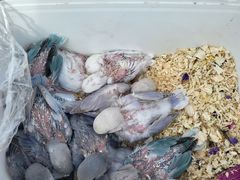 -中环花鸟鱼虫市场