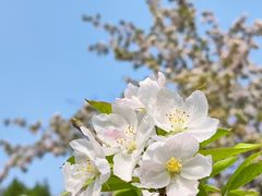 -海棠花溪(元大都城垣遗址公园)