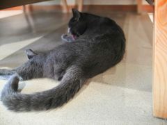 -藏猫猫咖啡主题馆(中央大道店)