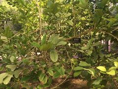 -南通洲际绿博园