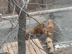 -大连森林动物园