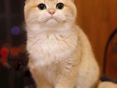 -愿者上钩·纸包鱼(翻身店)