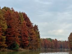 -上海海湾国家森林公园