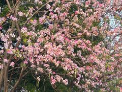 -广东花都湖国家湿地公园