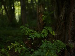 -叠溪松坪沟景区