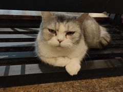 -more than meow吴止猫主题餐厅(承德 中船汇店)