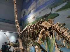 -自贡恐龙博物馆