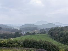 -桑洲油菜花景区