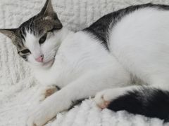 -御宝贝·A梦猫科宠物医院(国际猫友好医院)