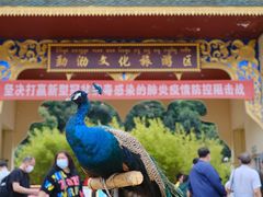 -西双版纳勐泐文化旅游区