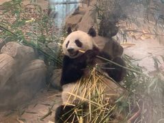 -成都动物园