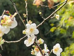 -广州市白云山风景名胜区