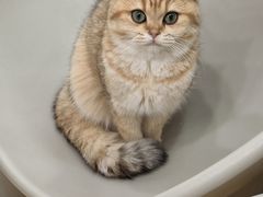 -有喵·猫咖·狗咖·30几只猫10只小狗(岗厦店)
