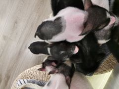 -浣熊柯尔鸭土拨鼠·电玩咖