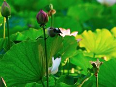 -莲花池公园