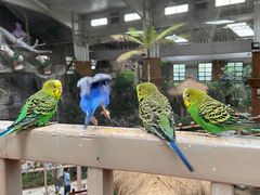 -南宫五洲植物乐园