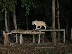-清迈夜间动物园