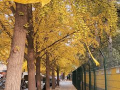 -三里屯东五街银杏大道