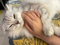 -平行世界·猫咖(首经贸店)