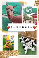 -萌宠亲子动物乐园(槐房万达店)