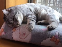 -芭比堂动物医院·犬猫全科·异宠专科(雁塔分院)