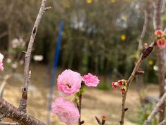 -天适樱花悠乐园