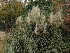 -盘龙城国家考古遗址公园