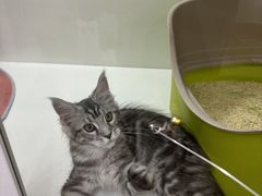 -青奢宠物·青奢猫舍