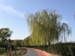 -大兴滨河森林公园