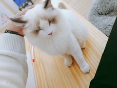 -李小姐の猫咖啡馆(五角场店)