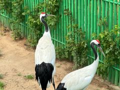 -西霞口神雕山野生动物世界