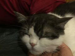 -more than meow吴止猫主题餐厅(承德 中船汇店)