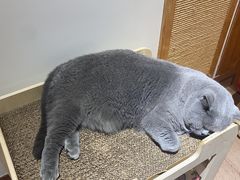 -有猫主题·治愈系猫咖(曾厝垵店)