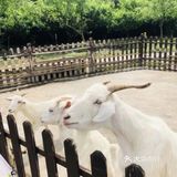 亲子农场，工作日两大一小游园巨划算